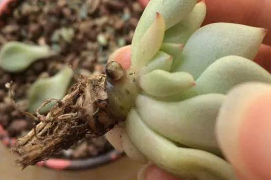 春天养多肉植物有三大忌