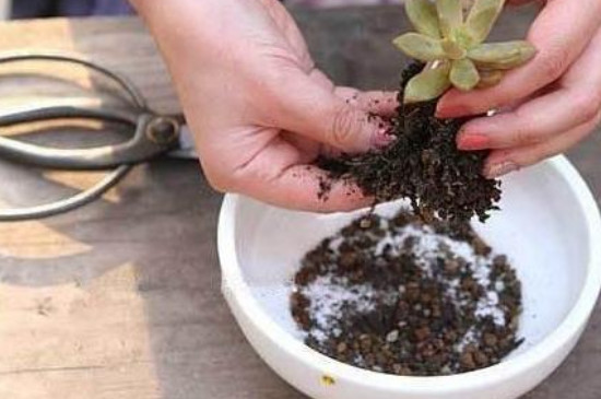 春天养多肉植物有三大忌