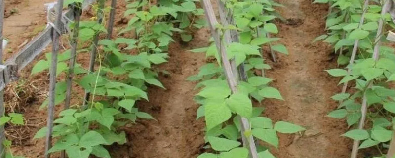 山东露天豆角种植时间