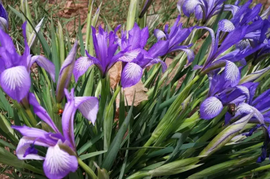 马兰花种植方法和时间