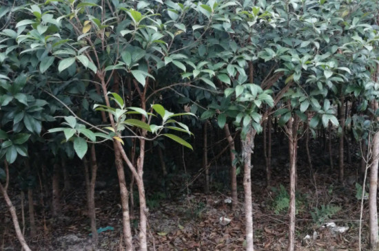 四季桂花树叶尖干枯怎么处理