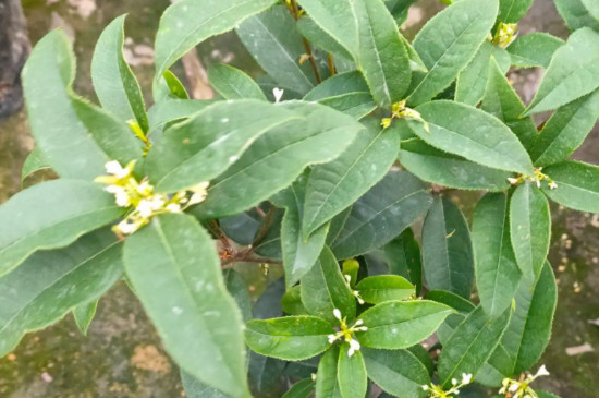 四季桂花树叶尖干枯怎么处理