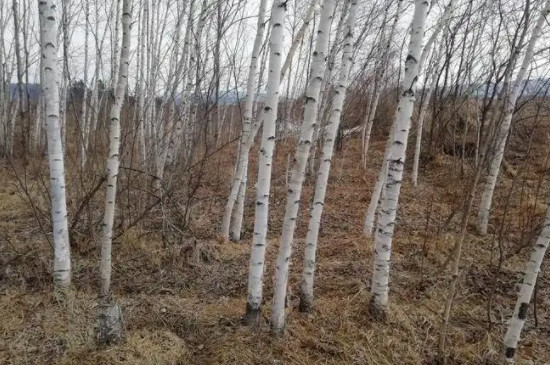 白桦的高洁挺拔是什么的象征