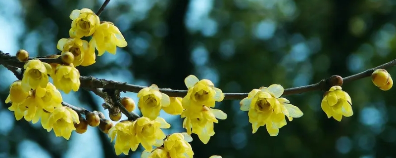 腊梅花香是什么味道