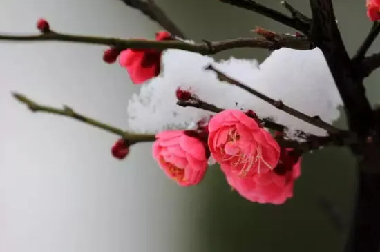 腊梅花香是什么味道