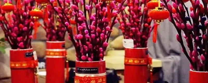 红色银柳有毒吗,能放在卧室里吗