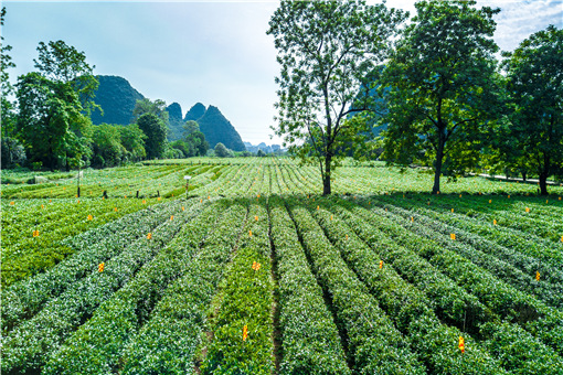 千金藤植物-摄图网