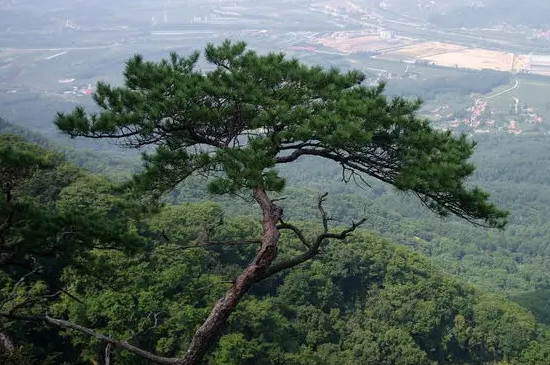 松树的茎的特点