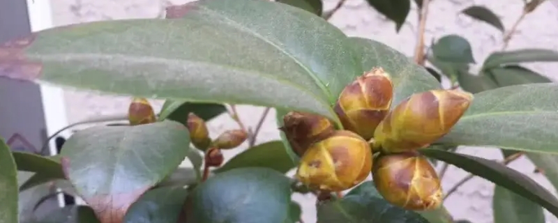 茶花开花后为什么三天就掉了