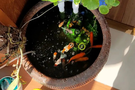 铜钱草可以放鱼缸当水草养吗