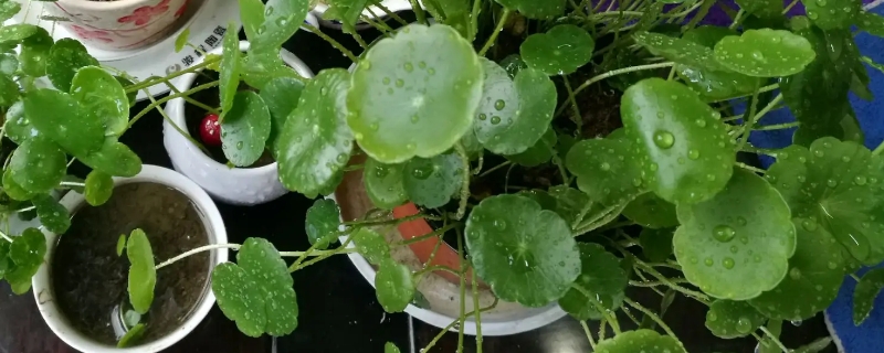 铜钱草可以放鱼缸当水草养吗