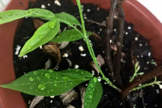 枚槐花盆景栽培方法,它要施什么肥料才合适?