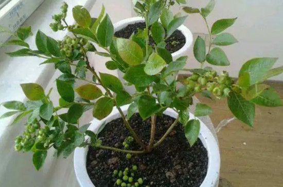 枚槐花盆景栽培方法,它要施什么肥料才合适?