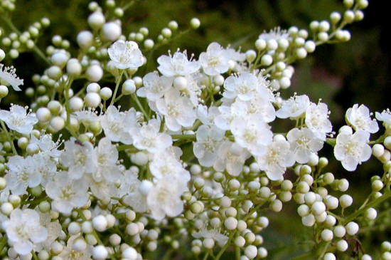 雪柳花期