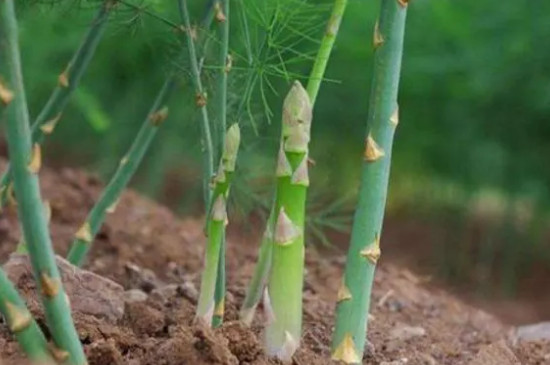 芦笋的种植方法和时间