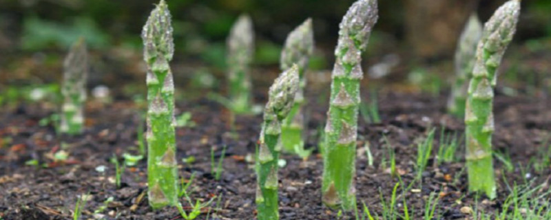 芦笋的种植方法和时间