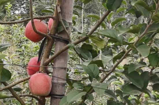 瑞香红苹果品种介绍