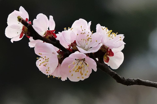 樱花桃花杏花梨花的区别