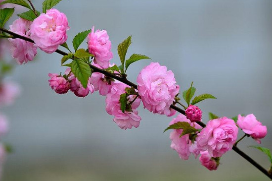 重瓣榆叶梅花语