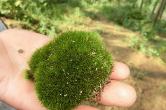 野生苔藓冬天会死吗