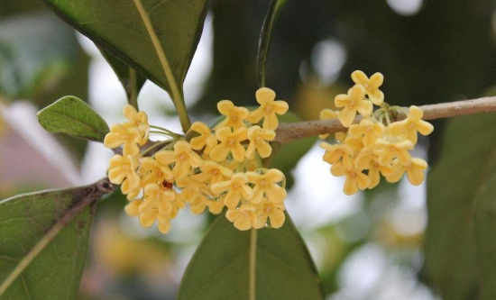 桂花养在家里风水好吗，家里为什么不能种桂花