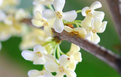 桂花养在家里风水好吗，家里为什么不能种桂花