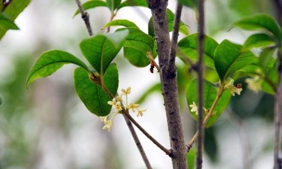 桂花树什么时候施肥好，桂花树上什么肥料好