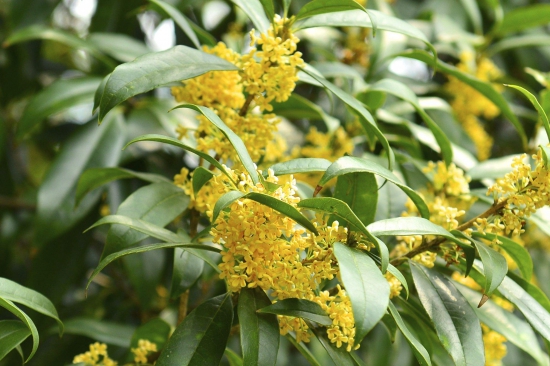 桂花树什么时候施肥好，桂花树上什么肥料好