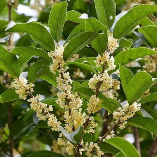 桂花树什么时候施肥好，桂花树上什么肥料好