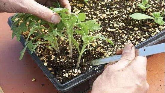 浇花用食醋还是白醋，哪些花可以用醋浇花