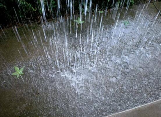 文竹多久浇一次水，用什么水浇文竹最好(凉白开/淘米水/雨水)