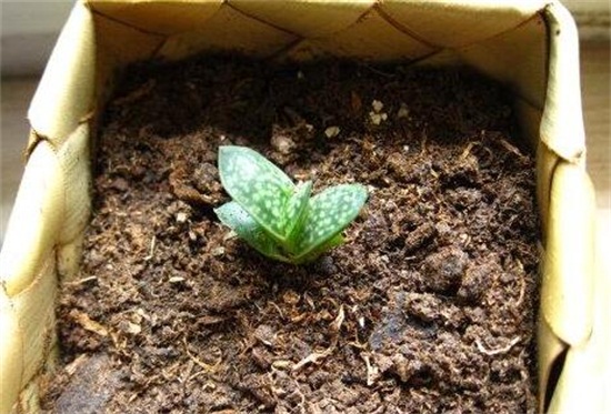多肉植物子宝怎么养，五步教会你养殖子宝