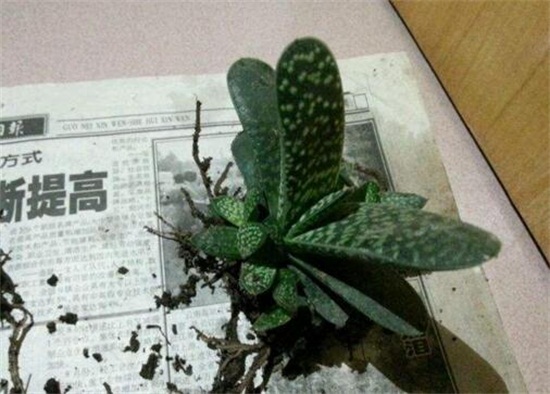 多肉植物子宝怎么养，五步教会你养殖子宝