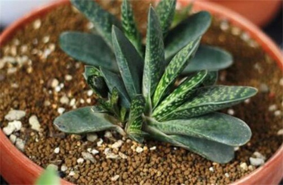 多肉植物子宝怎么养，五步教会你养殖子宝