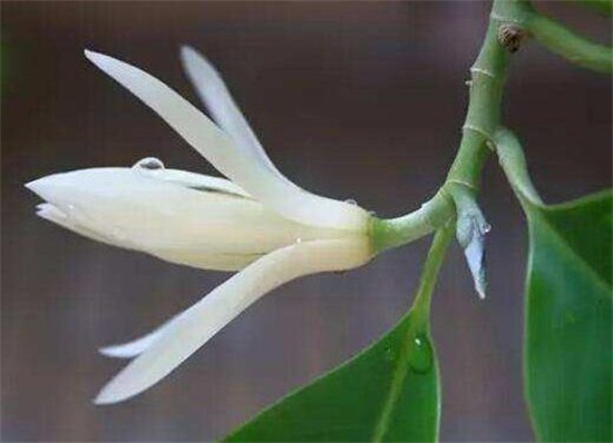 白兰花室内养殖方法，注意浇水/施肥/病虫害即可