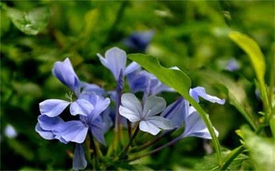 蓝雪花夏天怎么养护，注意遮荫早晚浇水还要经常施肥