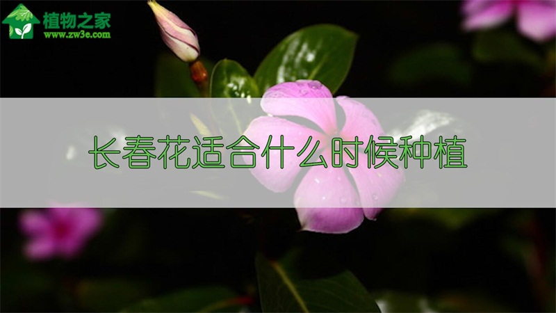 长春花适合什么时候种植