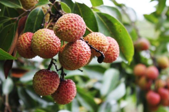 7月吃什么水果的季节