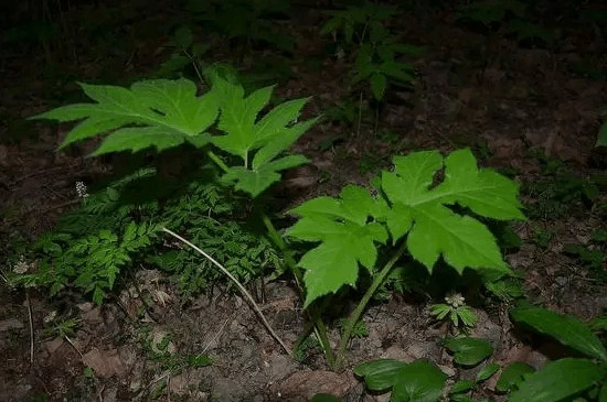 野菜小叶芹作用功效