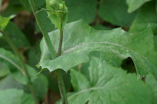 带刺的野菜有哪些