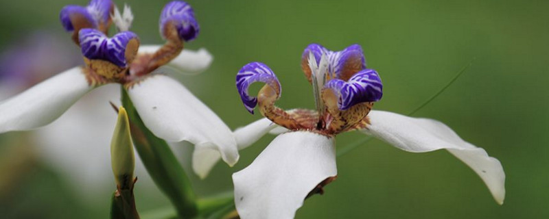 巴西鸢尾花盆栽怎么养