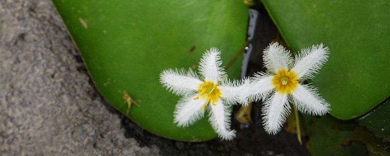 一叶莲开花后怎么修剪