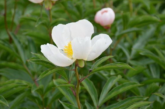 乌拉盖芍药花开花时间