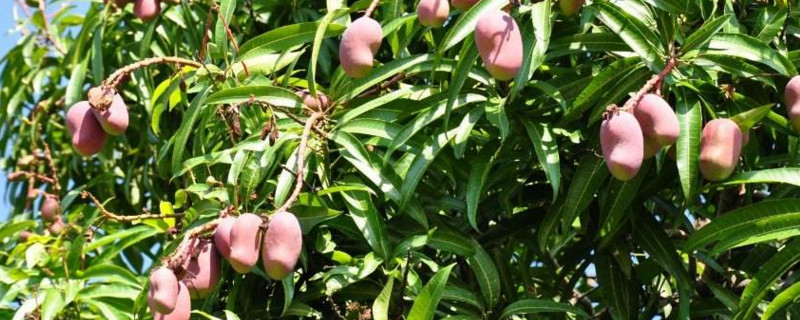 芒果多高打顶