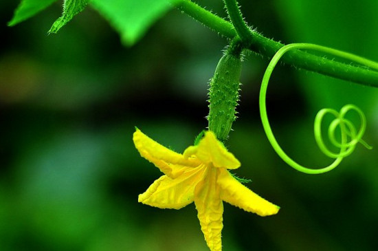 黄瓜花是单性花还是两性花