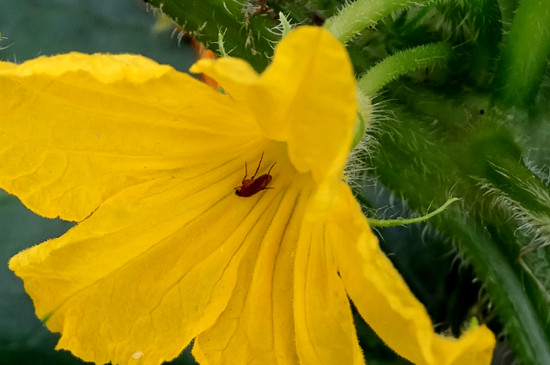 黄瓜花是单性花还是两性花