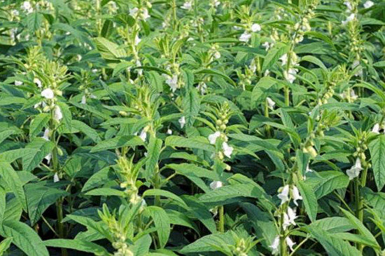 今年夏至在5月中旬种芝麻可以吗