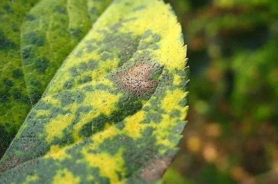 40种植物病害的症状