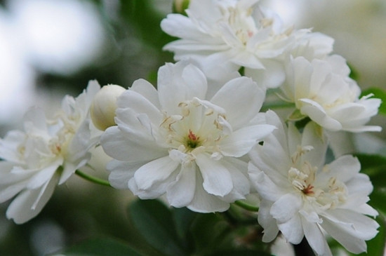 木香花耐寒多少度