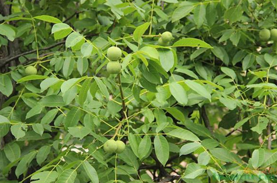 核桃树夏季修剪时间